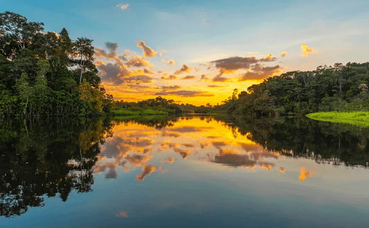 Organic Peruvian Amoju