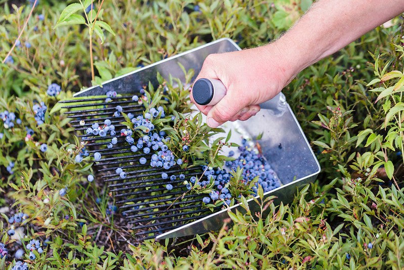 Flavored - Blueberry Fields Forever (off-season)