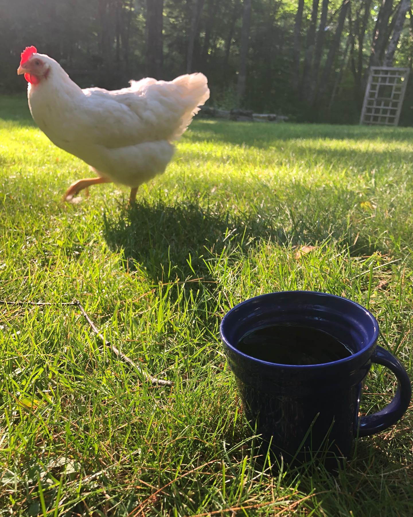 Coffee of the Month (Medium to Light Roast)