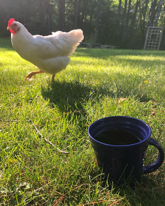 Coffee of the Month (Medium to Light Roast)