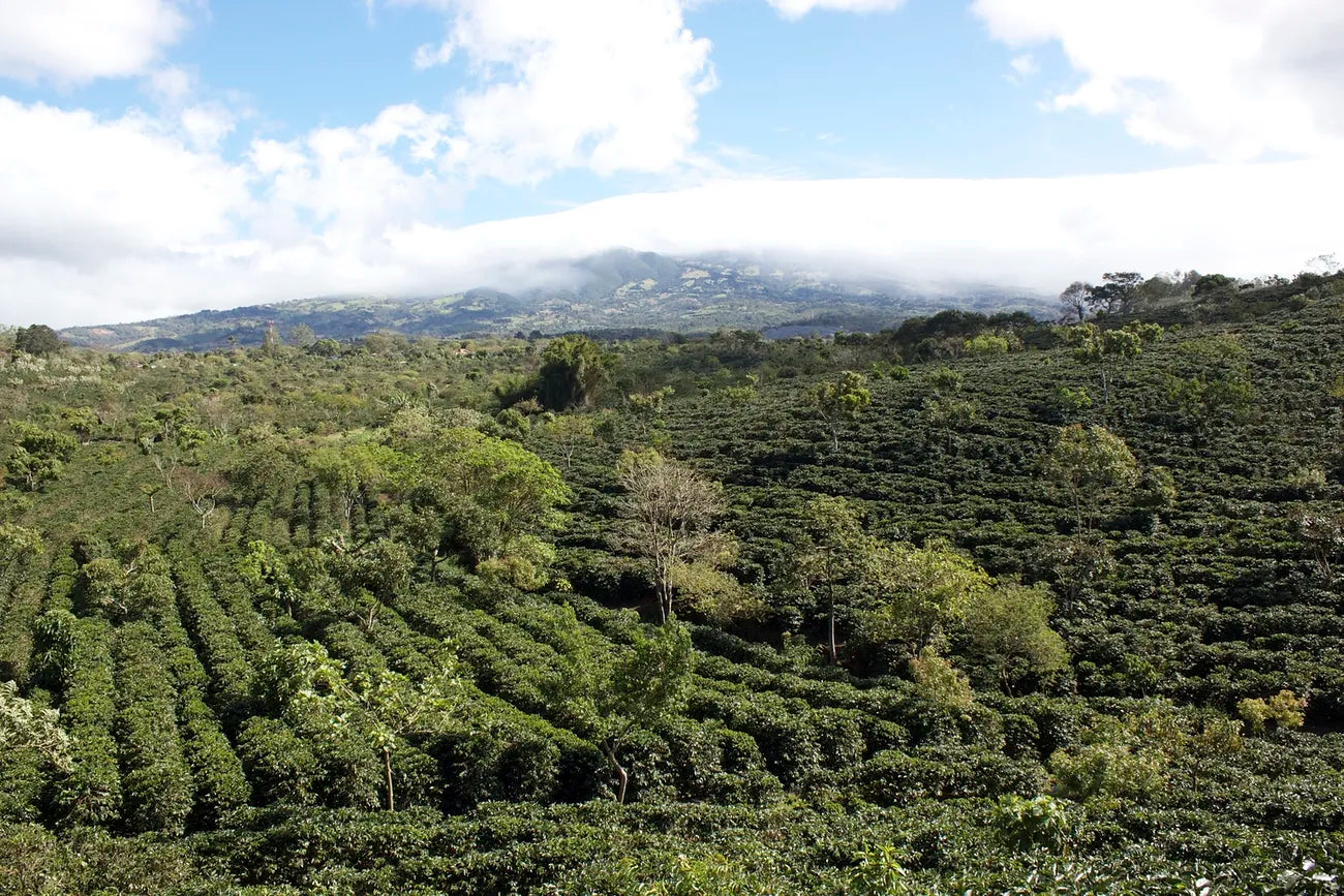 Organic Mexican DECAF