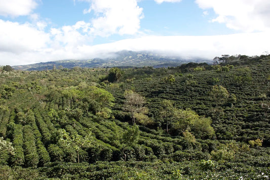 Organic Mexican DECAF