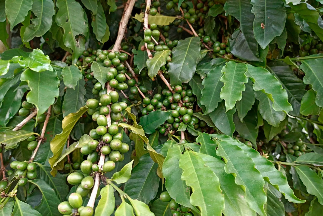 Organic Ethiopian Yirgacheffe