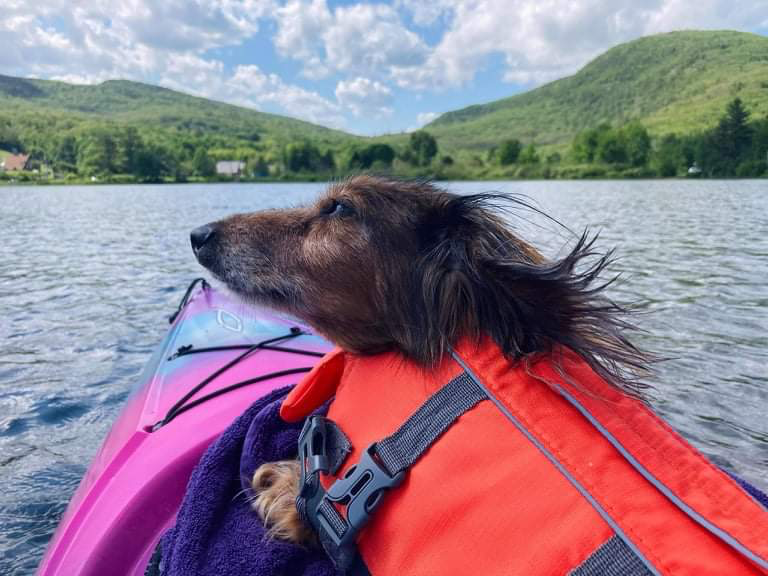 Organic Boatyard Dog