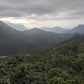 Organic Guatemalan Huehuetenango