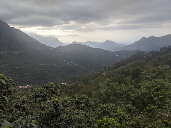 Organic Guatemalan Huehuetenango