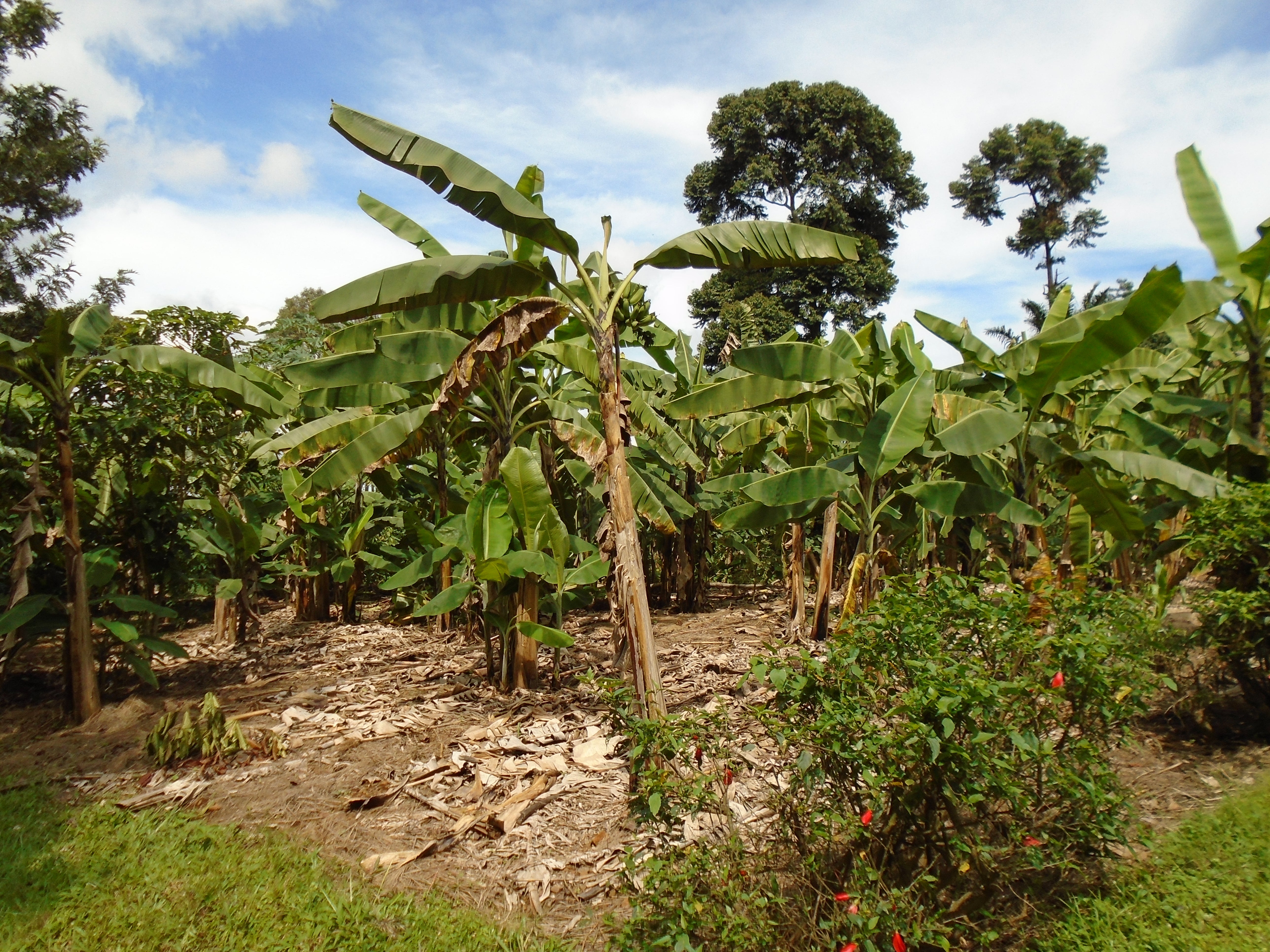 Photo of Tanzanian Peaberry