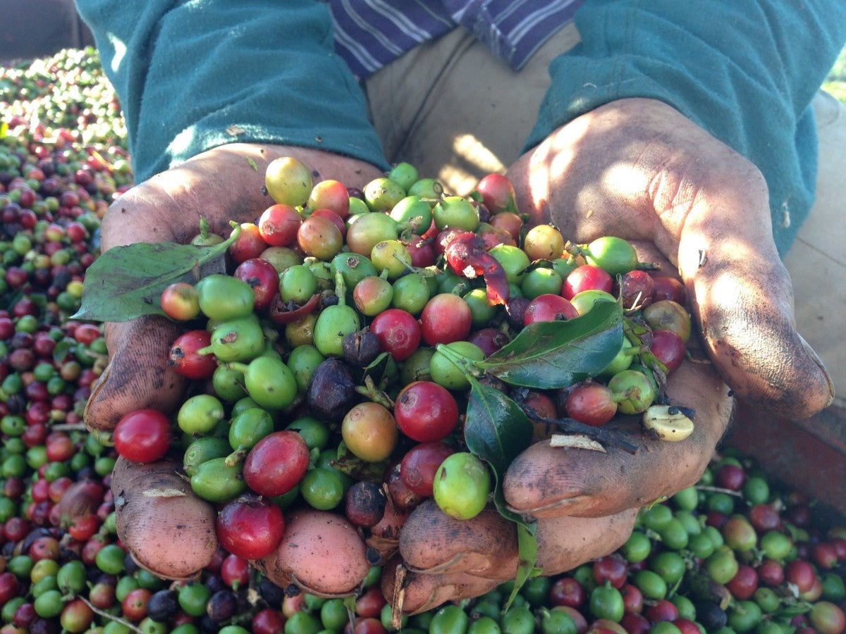 Photo of Brazilian Cerrado