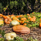 Flavored - Pumpkin Spice